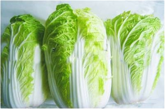 #微肥課堂#白菜類蔬菜對哪些營養(yǎng)元素敏感？
