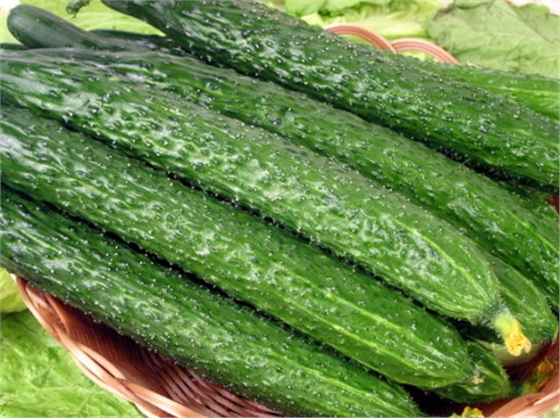 #微肥課堂#黃瓜味苦，天氣or肥料，到底誰(shuí)之過(guò)？