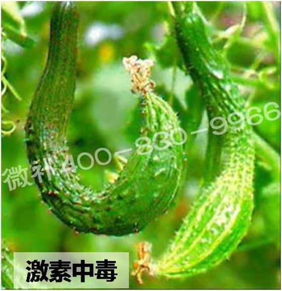 #微肥課堂#葉面肥含激素好嗎？