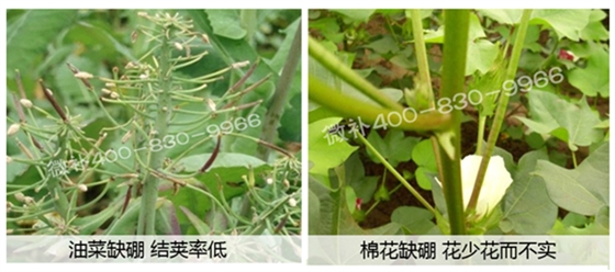 春季作物為什么需要大量用硼肥？