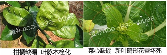 春季作物為什么需要大量用硼肥？