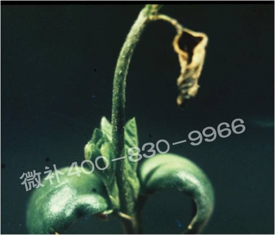 莖尖枯死，到底是缺硼還是缺鈣？