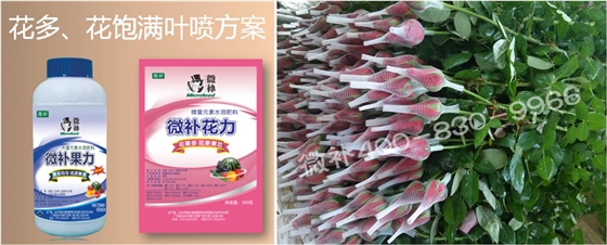 花卉也需要微補(bǔ)嗎？
