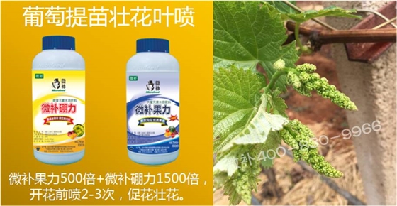 葡萄萌芽期如何預(yù)防倒春寒？