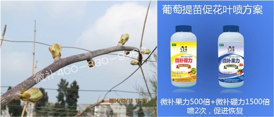 獼猴桃萌芽期如何施肥，才能促進(jìn)萌芽齊、萌芽壯？