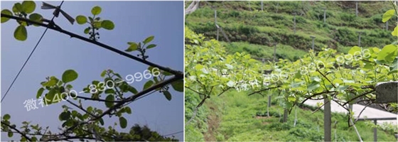 獼猴桃萌芽期如何施肥，才能促進(jìn)萌芽齊、萌芽壯？