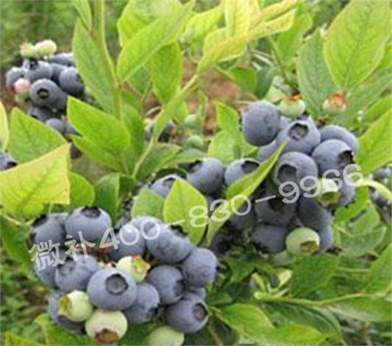 藍(lán)莓黃葉是缺素還是病害？