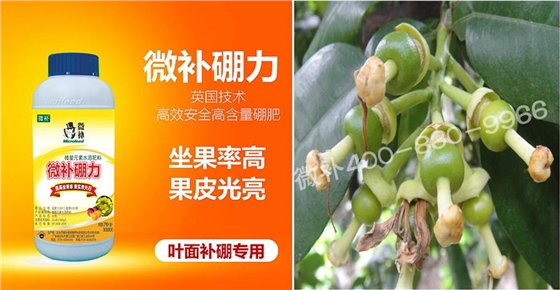 蜜柚促花壯花除了補磷還需要補硼鋅？