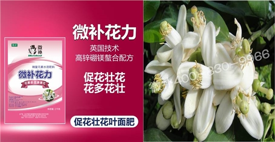 蜜柚促花壯花除了補磷還需要補硼鋅？