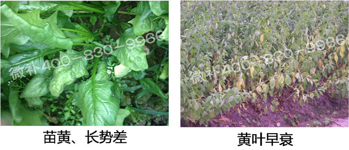 2、苗期后期.jpg