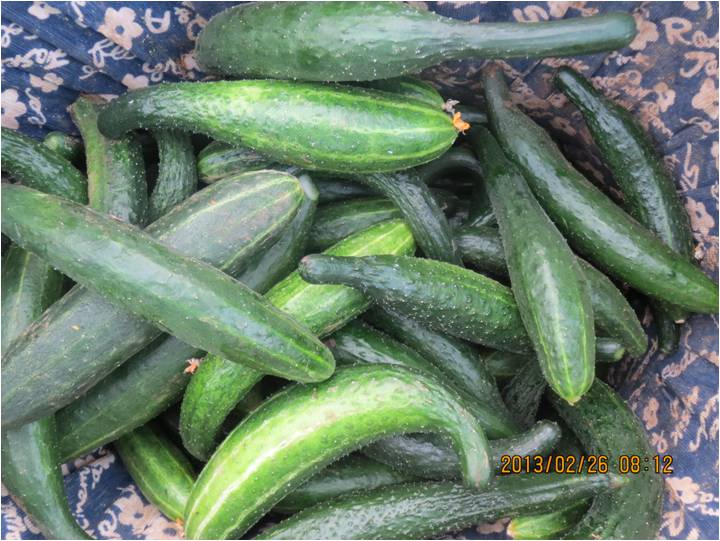 #微肥課堂#黃瓜味苦，天氣or肥料，到底誰之過？