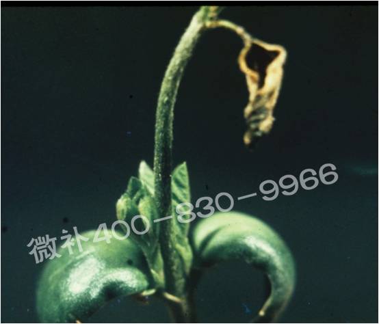 莖尖枯死，到底是缺硼還是缺鈣？
