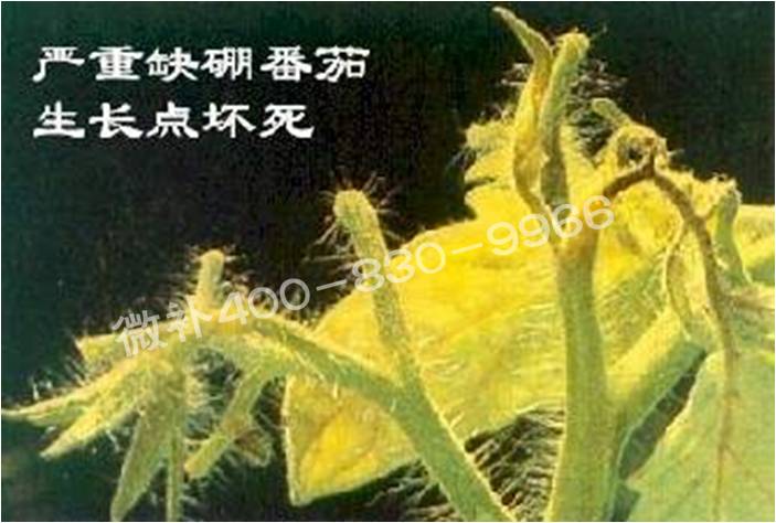 莖尖枯死，到底是缺硼還是缺鈣？