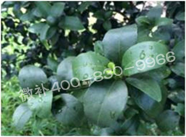 柑橘春梢弱，難抽發(fā)，到底是什么原因？