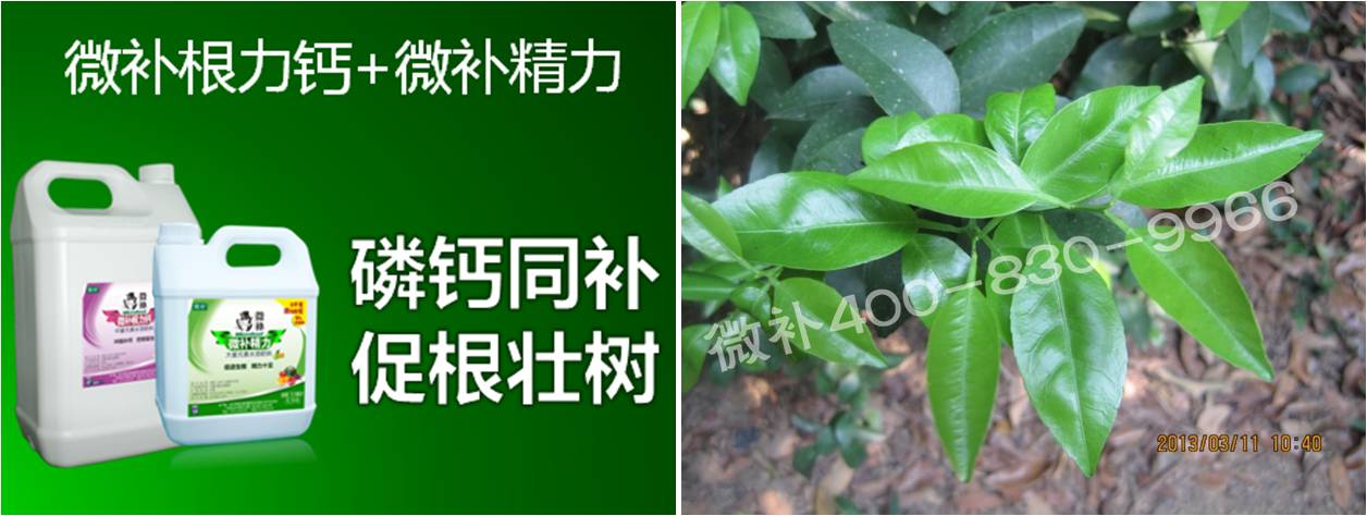 柑橘春梢弱，難抽發(fā)，到底是什么原因？