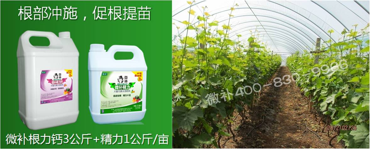 葡萄萌芽期如何預(yù)防倒春寒？