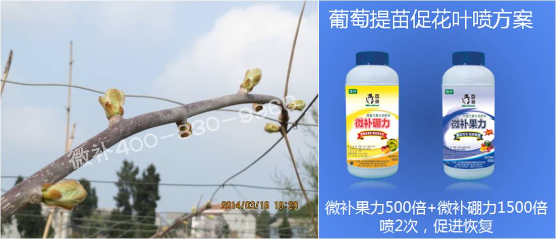 獼猴桃萌芽期如何施肥，才能促進(jìn)萌芽齊、萌芽壯？