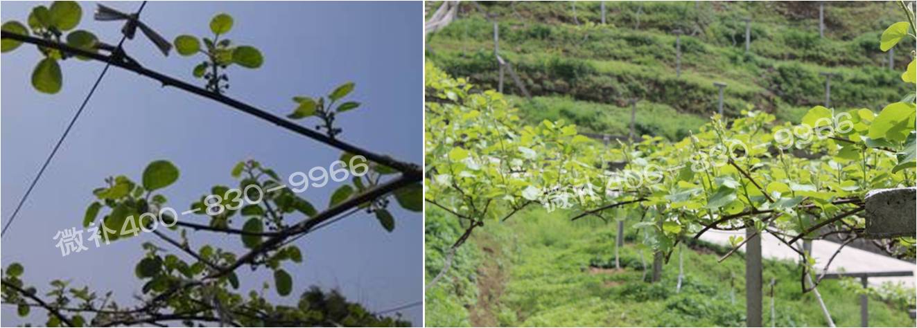 獼猴桃萌芽期如何施肥，才能促進(jìn)萌芽齊、萌芽壯？