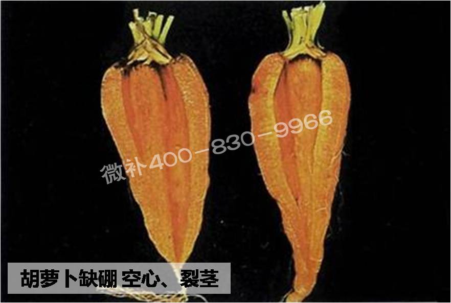 大田作物缺硼，就用高生物活性海藻液體硼，補(bǔ)硼更有效！