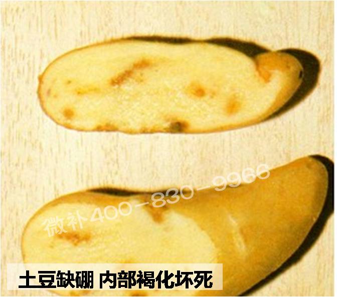 大田作物缺硼，就用高生物活性海藻液體硼，補(bǔ)硼更有效！