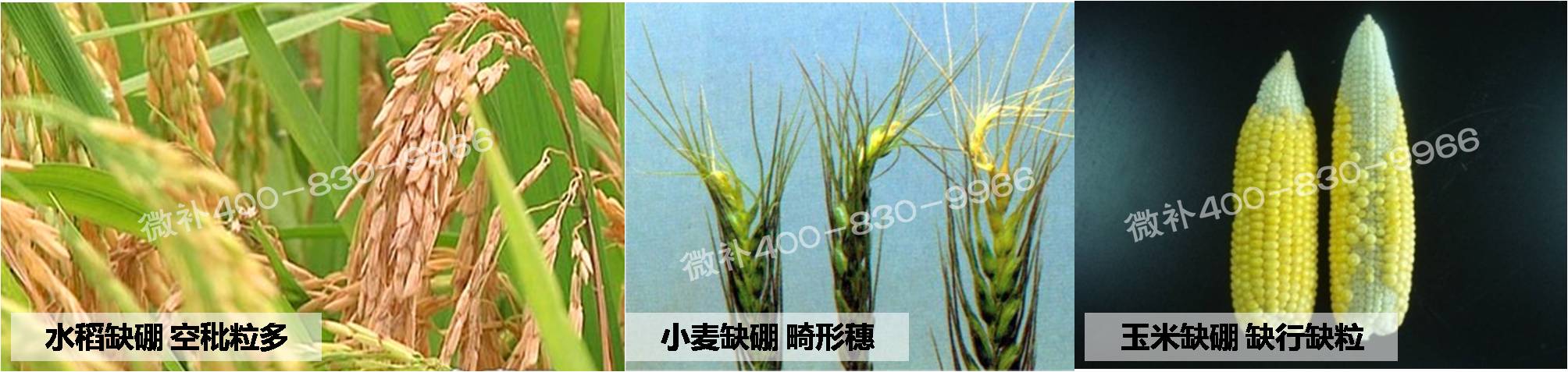 大田作物缺硼，就用高生物活性海藻液體硼，補(bǔ)硼更有效！
