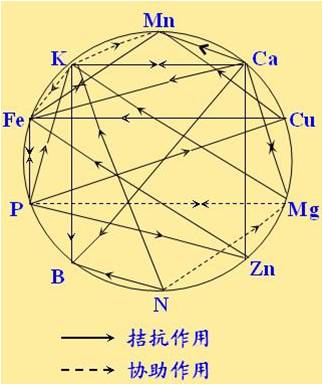 原料型鉀肥和鎂肥為什么會發(fā)生拮抗？