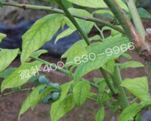 藍莓黃葉是缺素還是病害？