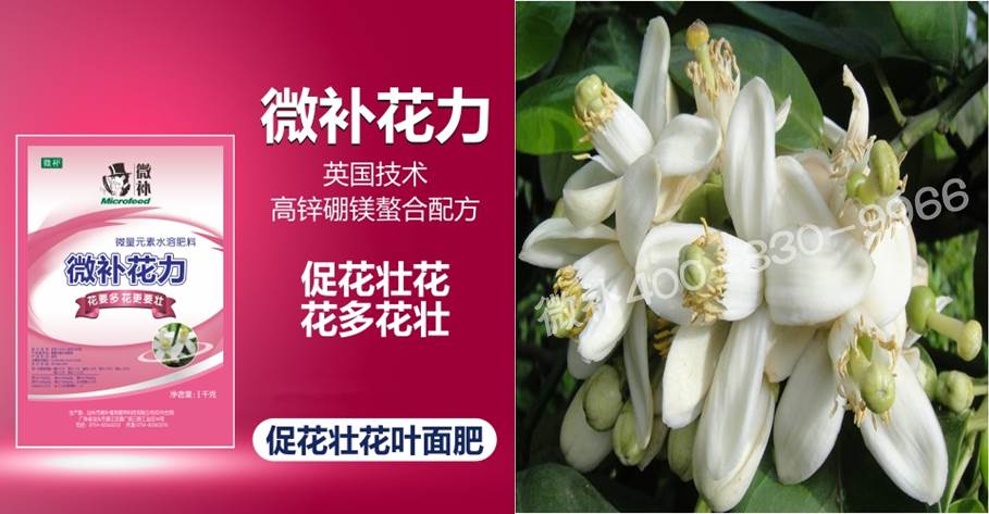 蜜柚促花壯花除了補磷還需要補硼鋅？