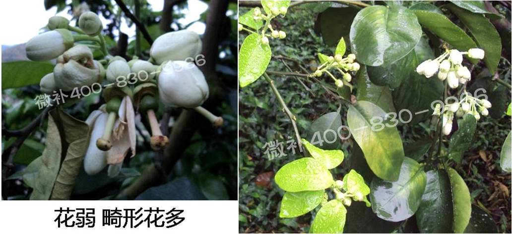蜜柚促花壯花除了補磷還需要補硼鋅？