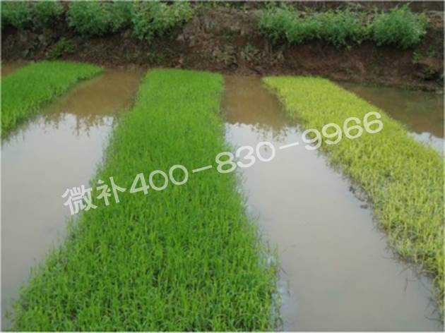 水稻黃秧、爛秧怎么辦？