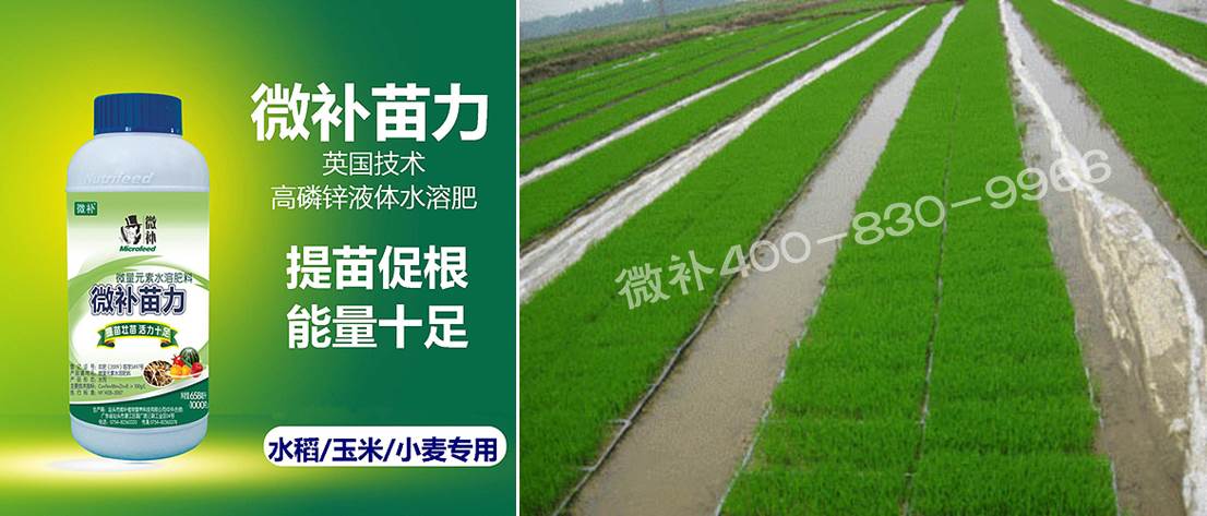 水稻黃秧、爛秧怎么辦？