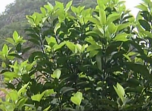 柑橘淋沖微補(bǔ)鈣肥，促根預(yù)防黃樹，樹壯保果品質(zhì)好