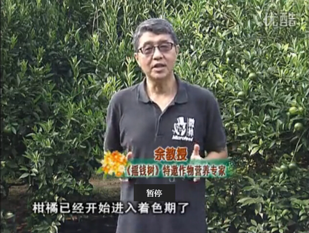 20150928珠江臺(tái)搖錢樹：如何提高柑橘硬度？預(yù)防減少浮皮霜凍果