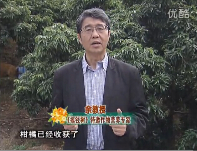 20160104珠江臺(tái)搖錢樹：防治柑橘黃樹、減少采后弱樹 撒微補(bǔ)倍力、噴碧力+壯力