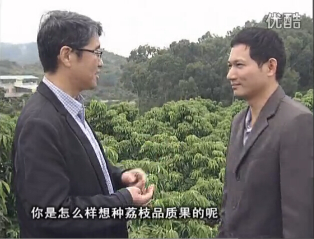 20160104珠江臺搖錢樹：補充所需微補營養(yǎng)，種出品質(zhì)荔枝，提高收益賣價！