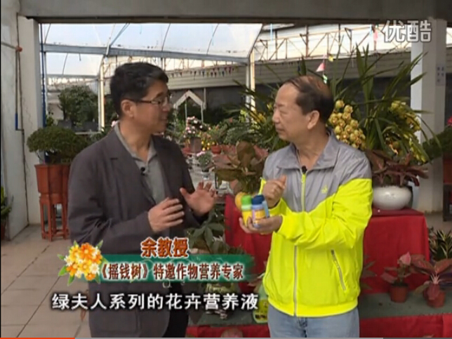 20160111珠江臺(tái)搖錢樹：家庭盆栽花卉黃葉又難養(yǎng)？用綠夫人，枝繁葉茂、花多花艷