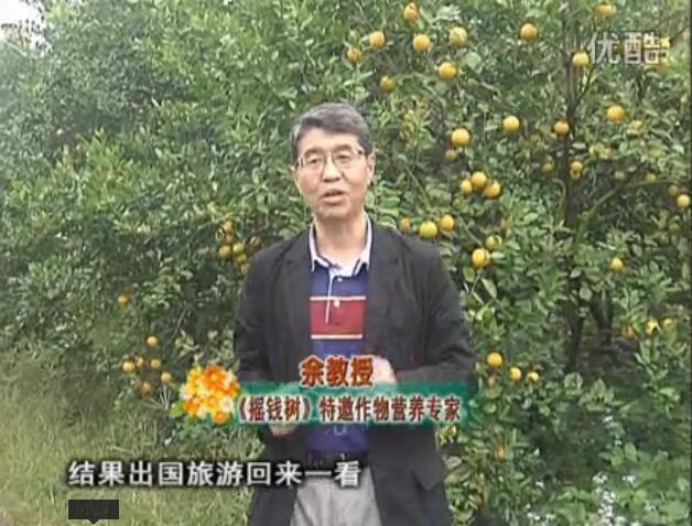 20160111珠江臺(tái)搖錢樹：貢柑大場(chǎng)樹弱黃葉，今年樹勢(shì)大翻身果靚還高價(jià)！
