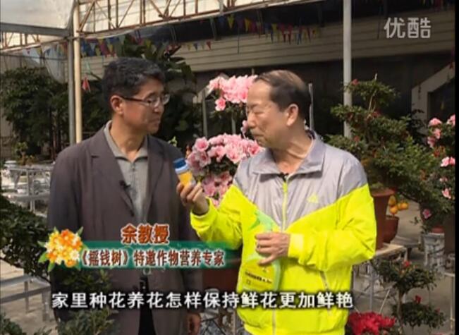 20160118珠江臺(tái)搖錢樹：家庭花卉用綠夫人600度鮮花營(yíng)養(yǎng)液，花開(kāi)鮮艷、花期長(zhǎng)