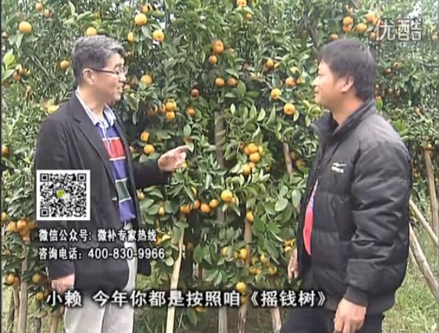 20160125珠江臺(tái)搖錢樹：如何解決柑橘兩大問題：黃樹和果品質(zhì)差？