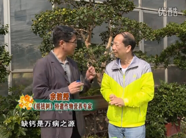 20160125珠江臺(tái)搖錢樹：家庭盆栽花卉噴綠夫人160度補(bǔ)鈣抗病液，長(zhǎng)勢(shì)精神、抗病好