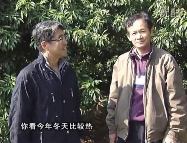 20160201珠江臺搖錢樹：暖冬荔枝易沖梢，如何促花壯花好？看微補