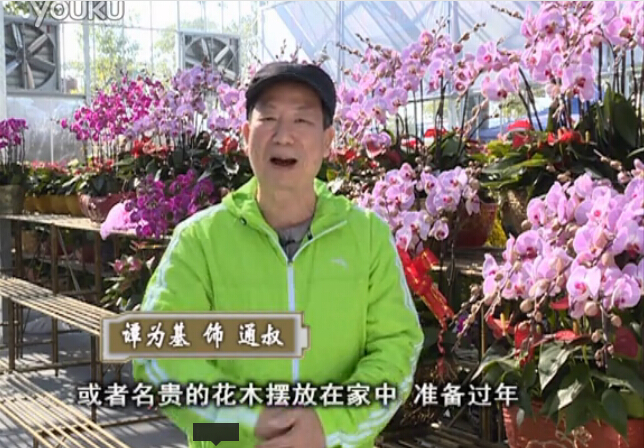 20160201珠江臺(tái)搖錢樹：新春家養(yǎng)花卉、盆栽，如何養(yǎng)護(hù)葉子、鮮花、果子保鮮更長(zhǎng)？