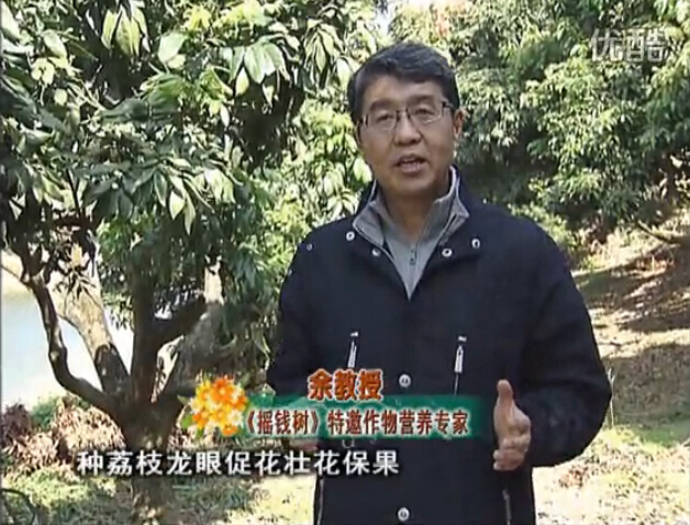 20160215珠江臺搖錢樹：龍眼撒微補倍力、噴花力+碧力，補鈣鎂鋅硼保葉壯花