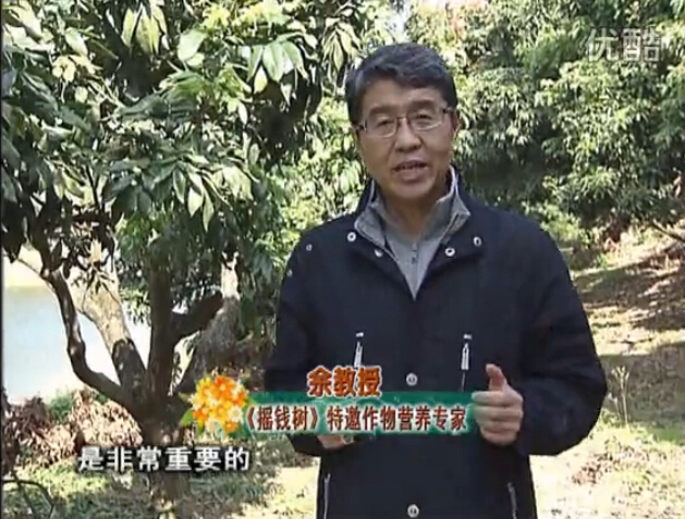 20160215珠江臺(tái)搖錢樹：名貴花木盆景，用綠夫人系列保葉、花靚、又抗病