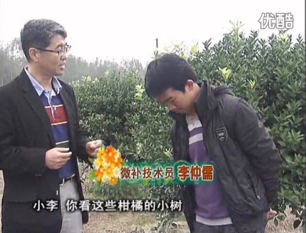 20160215珠江臺(tái)搖錢樹：柑橘小樹頭年掛果撒微補(bǔ)倍力、噴花力+碧力，壯樹促花好