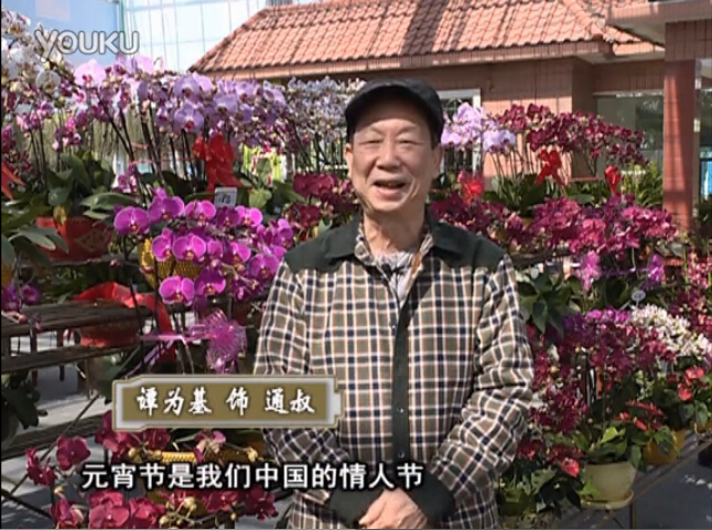 20160222珠江臺(tái)搖錢樹：用綠夫人營(yíng)養(yǎng)液，簡(jiǎn)單種花都能養(yǎng)得靚