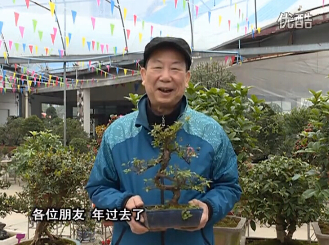20160229珠江臺(tái)搖錢樹：盆景換盆養(yǎng)護(hù)，用綠夫人營(yíng)養(yǎng)液恢復(fù)生機(jī)