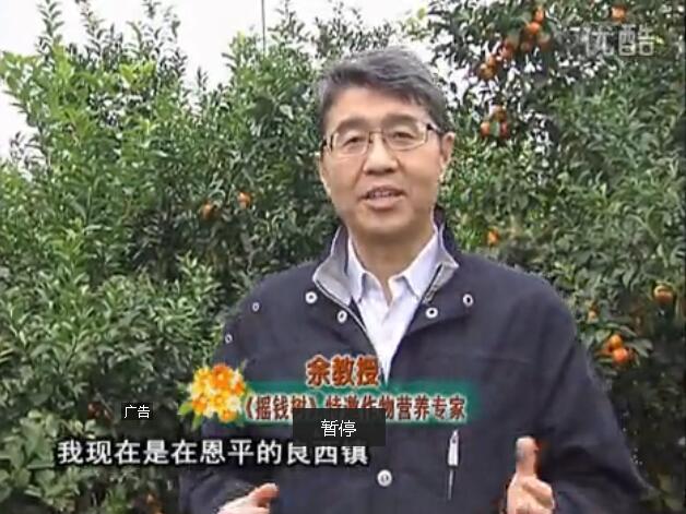 20160229珠江臺搖錢樹：柑橘用微補全年方案，黃樹恢復(fù)、果品質(zhì)好賣價高