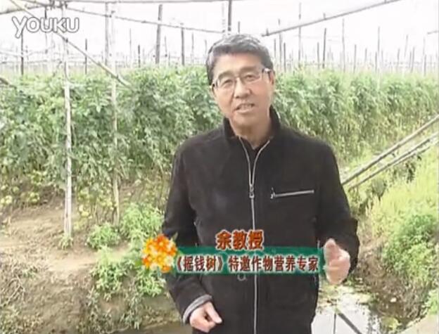 20160307珠江臺搖錢樹：天冷蔬菜有價卻無產(chǎn)？用微補(bǔ)方案苗壯保葉有產(chǎn)！