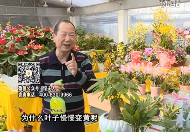 20160307珠江臺搖錢樹：陰生植物也不好種，黃葉多長勢弱？用綠夫人來呵護(hù)